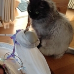 子供が最初にしゃべった言葉はジャックでした。家族の大先輩としてしっかりベビーシッターを務めるジャック。