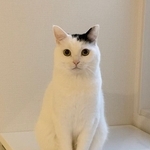 お行儀よく朝ごはんを待つ姿（画像提供：まつもとたけるさん）