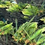 収穫後のとうもろこしがぎっしり詰まったコンテナ／つむぐ農園-あやさん（@tsumugunouen）提供