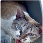 保護しようとすると「シャー」威嚇するネコチャン（画像提供：なごみ庵さん）