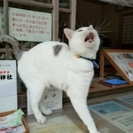 寂しくて…遠吠えする木山神社の現役招き猫テンちゃん（木山神社さん提供）