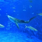 亡くなった10代目「ユウユウ」（かごしま水族館提供）