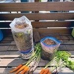 見事なできばえ！（画像提供：ぽたろうの家庭菜園HACKさん）