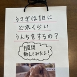 小4女の子の夏休みの自由研究。飼っているうさぎのベルちゃんのうんちの量を調べた（親御さん提供）