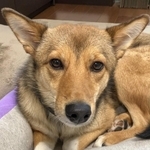 「姫」と呼んでくれる家族と出会えた元野犬の蓮ちゃん（ご家族より写真提供）