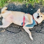無防備な姿に反響（画像提供：豆柴 はなこちゃん）