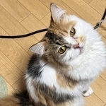 繁殖に向かないと判断された命