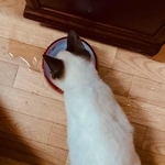 保護時のぽんちゃん、背中は真っ白だった（マミ太郎さん提供）