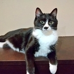 可愛くない」と言われた猫がXで話題に（遠藤さん提供）