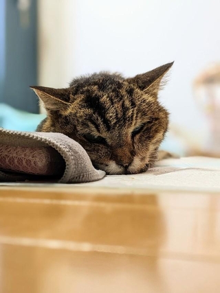 うりぽんさん、がんばったね（「ももぴの家来」さんさん提供）