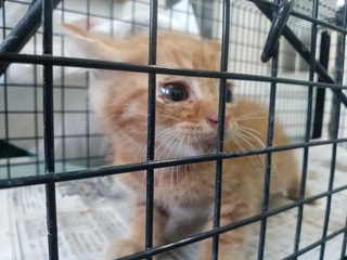 捨て猫かもしれない・・・（「右も左も犬と猫」さん提供）