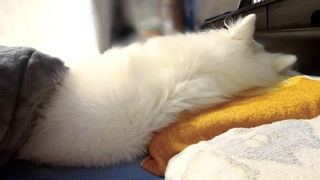 寝息が聞こえてきそう…（画像提供：くーさんママさん）