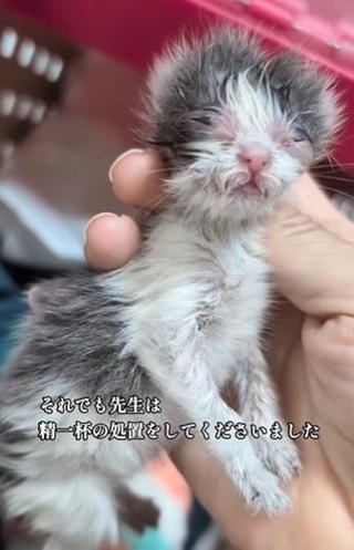 【ビフォー写真】危篤状態だったが…（「むし子。」さん提供、Instagramよりキャプチャ撮影）