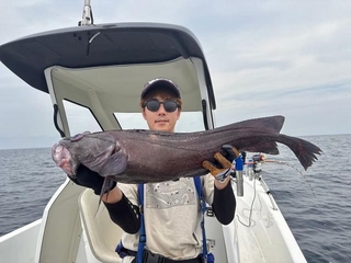 でかい！キタノクロダラが釣れました