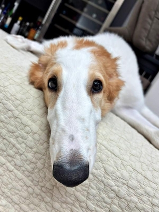 飼い主さんを見つめるお顔がキュートなラムくん（画像提供：ベル ラム ボルゾイさん）