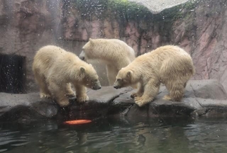 見合って見合って…