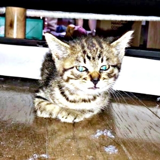 生後1カ月半、保護当初のしらすちゃん（画像提供：硝子さん）