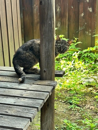 隣の空き家が取り壊しになるため保護を決意（おすよさん提供、写真は自宅縁側にて）