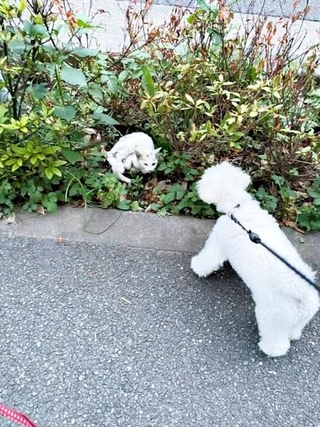 散歩中、茂みにいるてまりくんをみつけたらふくん（画像提供：てまり らふ ビスコさん）