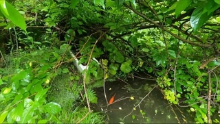 隣家の裏の小さな池で十数年ひとりぼっちで生き続けていた金魚／投稿主さん提供
