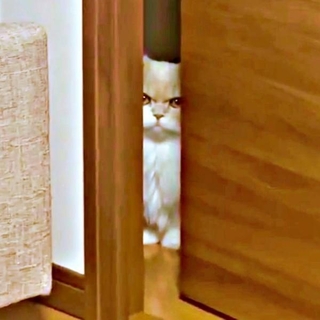 パパに怒られてーー隣室からにらむビジュちゃん（画像提供：ビジュさん）