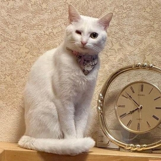 立派に成長した現在の虹来ちゃん