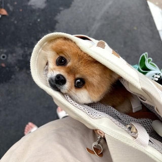 「あ！出てきちゃだめ！」というひと言とともにポストされた写真（画像提供：EBIKECHIさん）
