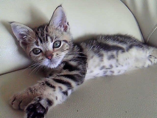 子猫期