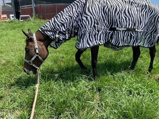 虫よけ対策でシマウマ模様のカバーをかけられる馬：岡山乗馬倶楽部