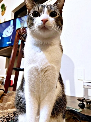 胸元がハート型になった睦月さん（画像提供：かわいい睦月さんとくるみさん）