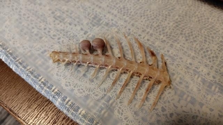 納豆みたい？これが鳴門骨（撮影：もめんどーふさん）