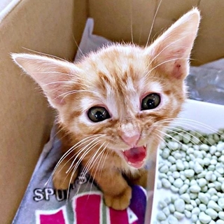 保護翌々日、飼い主さんの家に迎えられたむぎちゃん（画像提供：むぎと人間さん）