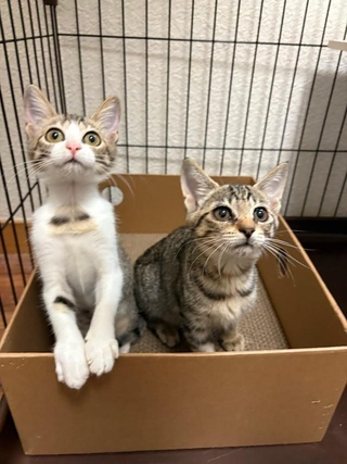 保護された推定3カ月のキジ猫2匹。「他の柄の子がいい」と言われたという（れんげさん提供）