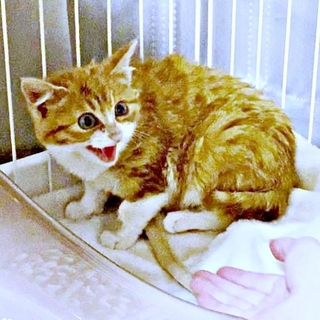 お迎え当初、ひどく怯えてシャーシャーが止まらなかったラテちゃん（画像提供：保護猫ラテちゃん）