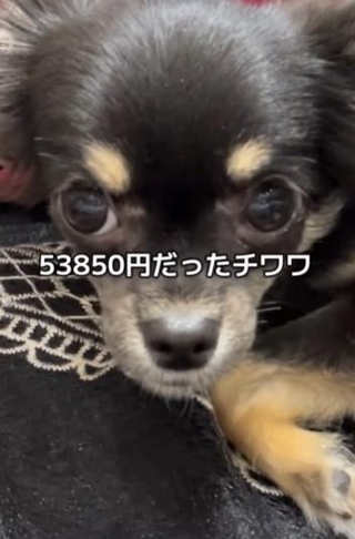 ペットショップのソファ下で小さく震えていたという生後6カ月のチワワ犬「ちまき」ちゃん（「わんグルメ旅-ちまき」さん提供、Instagramよりキャプチャ撮影）