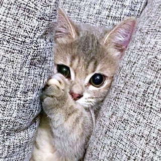 「助けてニャ…」。ソファにはさまったリリーちゃん（画像提供：恋するうさぎちゃん）