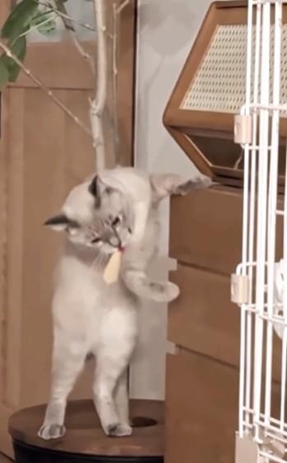 何かをみつけて、くわえてる！（飼い主さん提供、Instagramよりキャプチャ撮影）