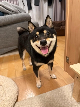 お散歩から帰宅してご機嫌なごまちゃん（画像提供：豆柴ごま娘さん）