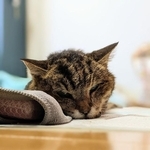 うりぽんさん、がんばったね（「ももぴの家来」さんさん提供）