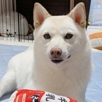 【アフター写真】成犬になった今でも大事にしているおもちゃ（画像提供：白柴犬まんまるさん）