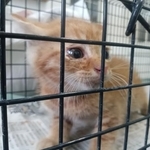 捨て猫かもしれない・・・（「右も左も犬と猫」さん提供）