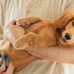 獣医師が教える「正しいだっこの手順」は…※画像はイメージです（One/stock.adobe.com）