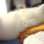 寝息が聞こえてきそう…（画像提供：くーさんママさん）