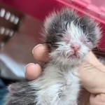 【ビフォー写真】危篤状態だったが…（「むし子。」さん提供、Instagramよりキャプチャ撮影）