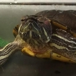 100円に値下げされていたという、ぐいちゃん／飼い主さん提供