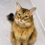 「ただいま！」帰宅した飼い主さんを出迎えるコン太くん（画像提供：とりねゆこさん）