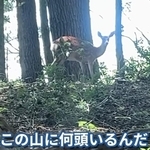 次々と罠にかかるシカを捕獲する／茸本朗さん（@hunter.takemoto）提供