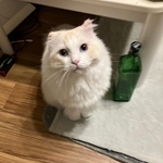 飼い主さんが出掛ける時、こんな目で見つめます（「ラグドールのひくわ」さん提供）