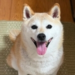 「ごはん！」目を輝かせて待つゆめちゃん（画像提供：柴犬の見る夢さん）