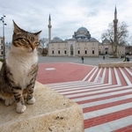イスタンブールの街に佇む猫たち　※画像はイメージです（osman/stock.adobe.com）